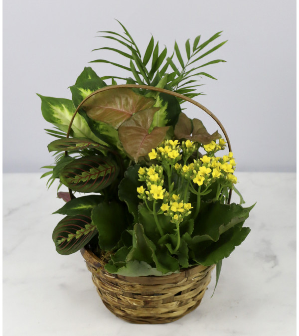 Sunshine Plant Garden
