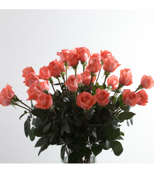 Pink Supreme Roses