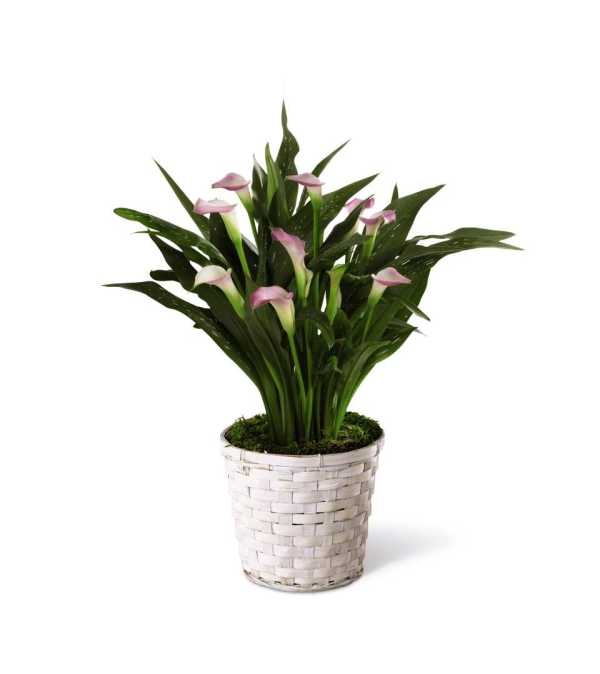 The FTD® Calla Lily Planter - White