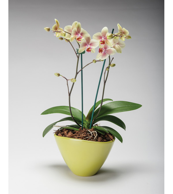 2 Spike Orchid Garden