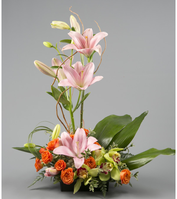 The Orchid Dream