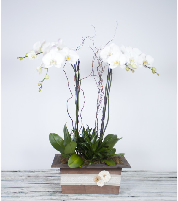 Decorative Premium Orchid Planter
