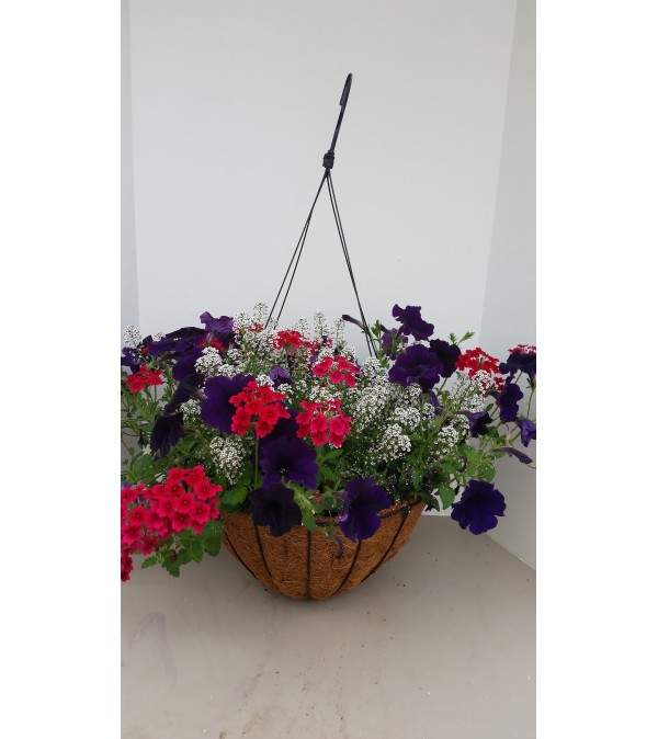 Hanging Basket for Sun