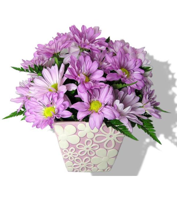 Delightful Daisies