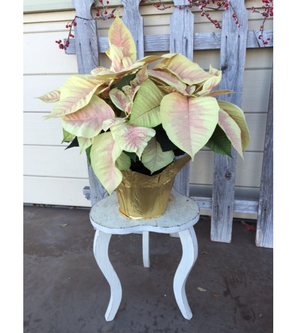 Glamour Holiday Poinsettia