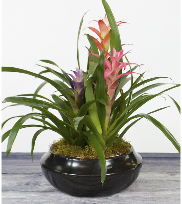 Multi Colored Bromeliad