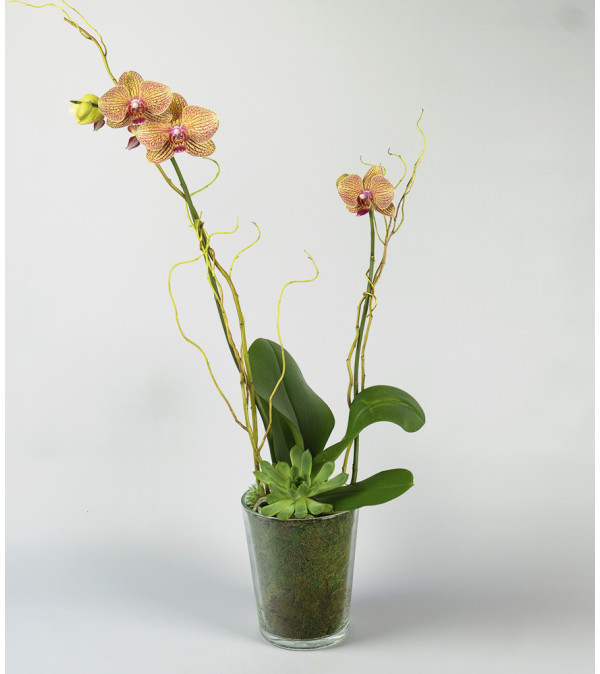 Orchid Delight