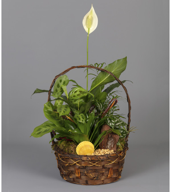 Seashell Indoor Garden