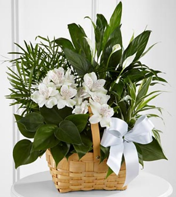 Sympathy Garden