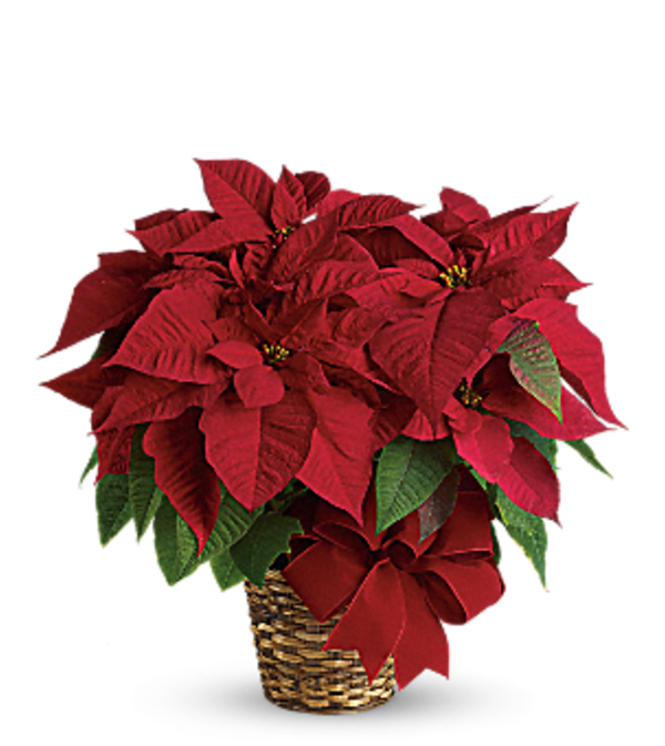 Red Poinsettia TF