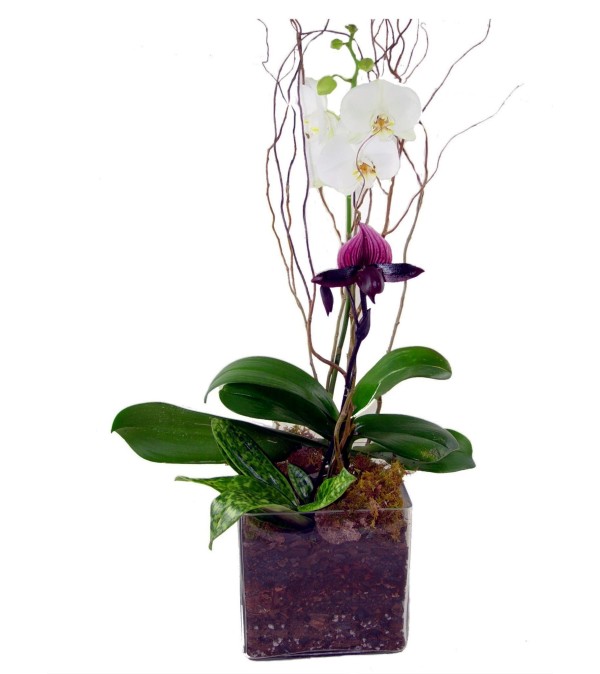 Orchid Coniseur