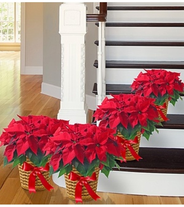 Poinsettia Package - Four