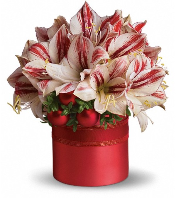 Teleflora's Peppermint Amaryllis