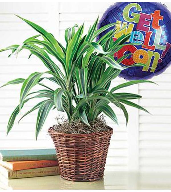 Get Well Green Plant With Balloon
