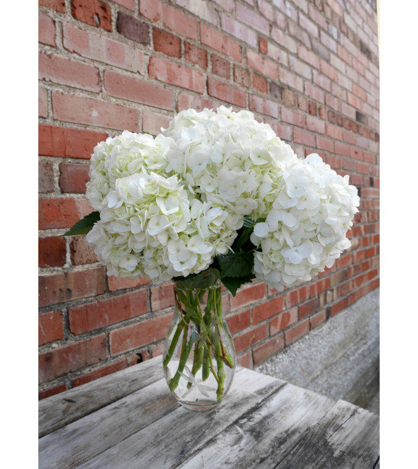 Mom's Hydrangea Garden