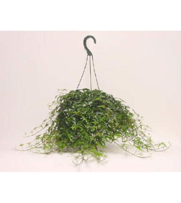 Hanging Ivy