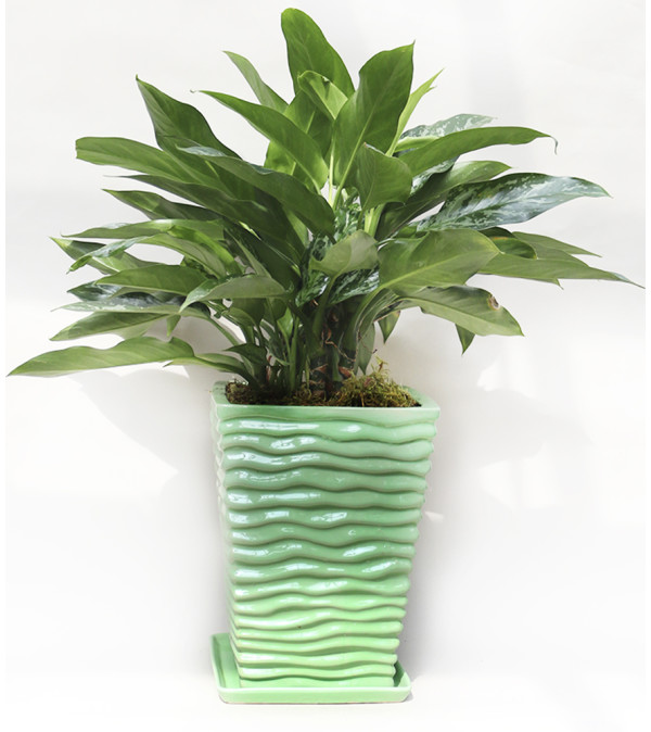 Classic House Planter