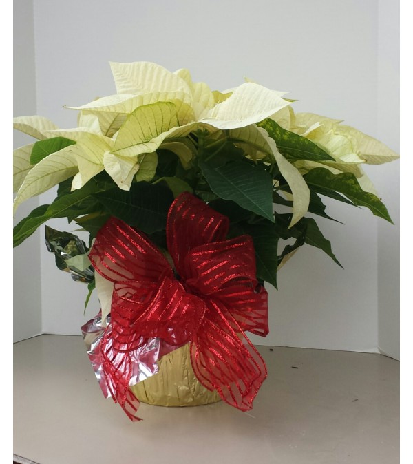 6" Christmas White Poinsettia with bow