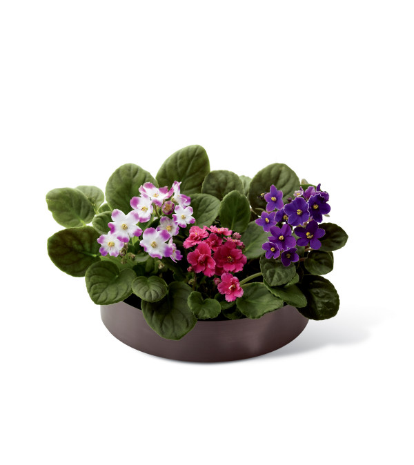 The FTD® African Violets