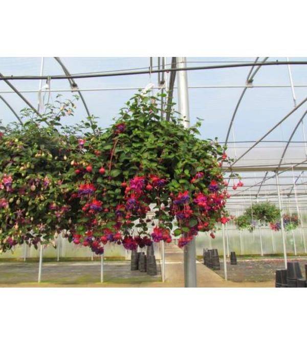 Fuchsia Hanging Basket