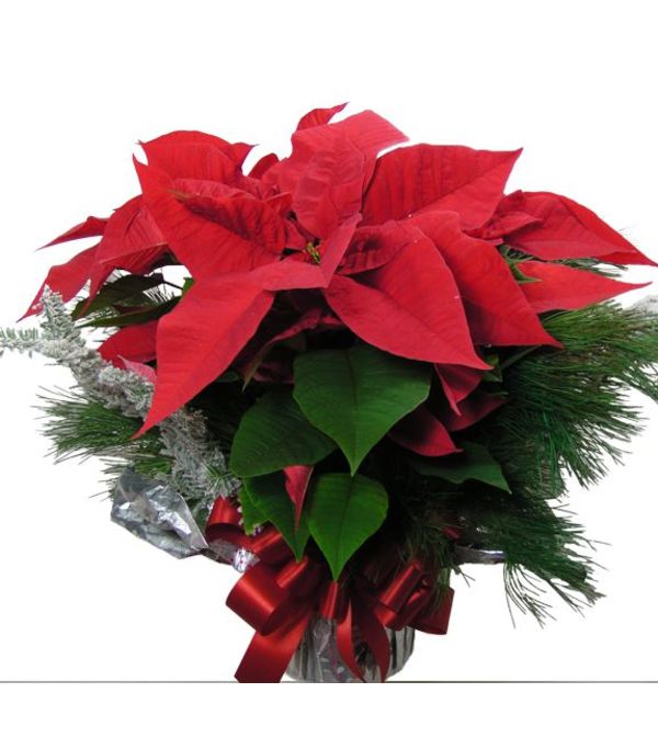 Fun & Festive Poinsettia