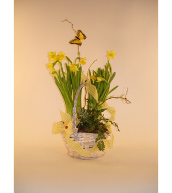 Daffodil basket