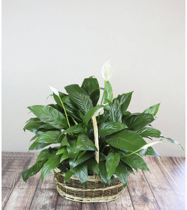 The Flower Boutique Peace Lily Planter