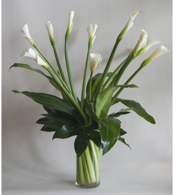 Softest Calla