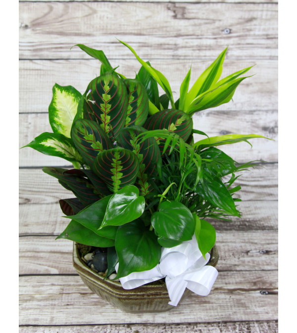Emerald Garden
