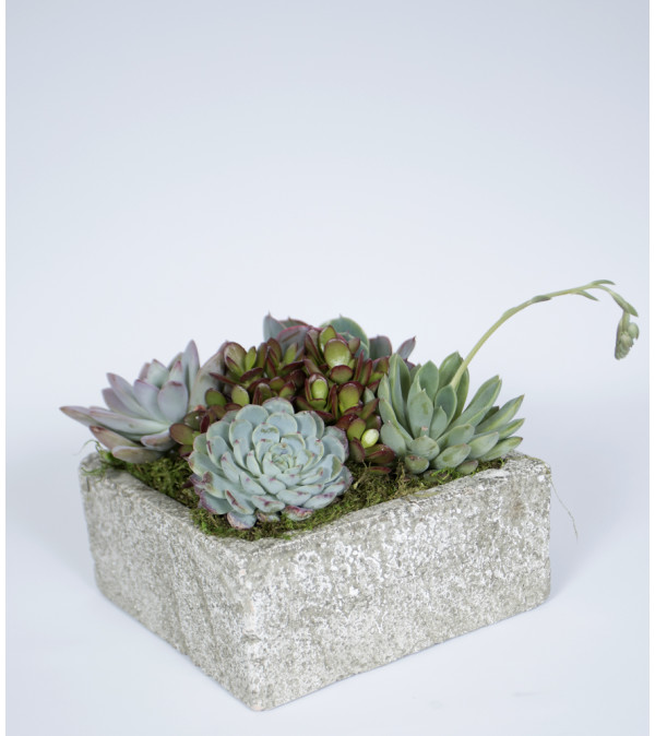 Decorative Succulent Garden
