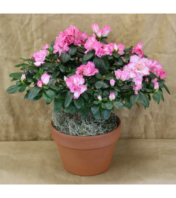 Perfectly Pink Azalea