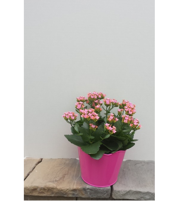 Pink Kalanchoe