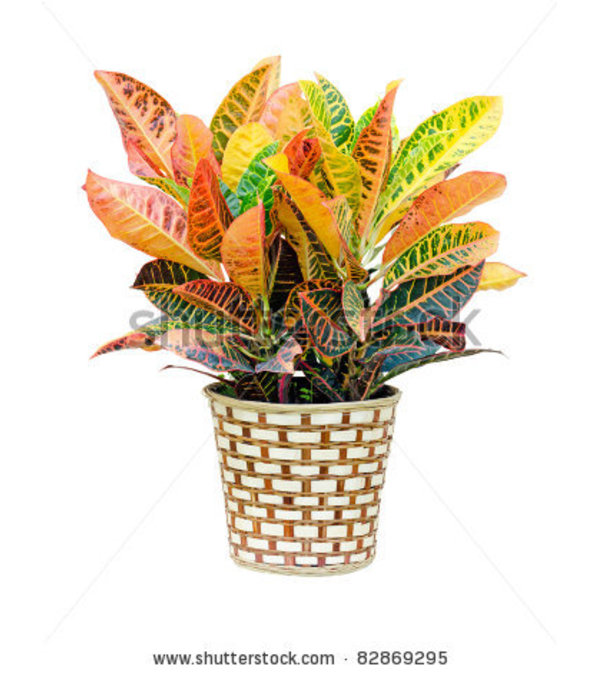 Croton Plant- LG
