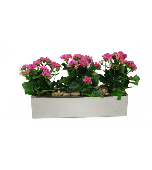 Triple Pink Kalanchoe