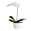 Orchid Plant deluxe