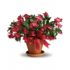 CHRISTMAS CACTUS standard