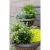Succulent Garden - Standard. An arrangement by Christensen Florist and Greenhouses.