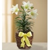 Easter Lily standard