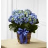 BLUE HYDRANGEA BUSH premium