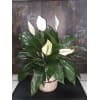 Peace Lily Spath premium