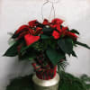 Mrs Claus Poinsettia - Standard. An arrangement by Vaillant Florist.