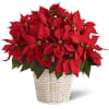 Vibrant Red Poinsettia Flowering Plant premium