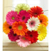 12 Wrapped Mini Gerbera Daisy premium