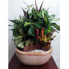 Emerald Ceramic Garden - Deluxe. An arrangement by Flowers By Maria.
