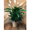 Flowering Peace Lily Plant standard