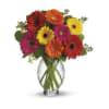 The Gerbera Brights Bouquet by Teleflora deluxe