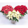 Quad Poinsettia - Standard. An arrangement by The Greenhouse Florist.