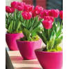 thoughtfulTULIPS IN POTS standard