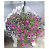 Flowering potted Hanging Basket standard