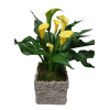 Classic Calla Lilly - Deluxe. An arrangement by Harriet's Flower and Gift Shop.